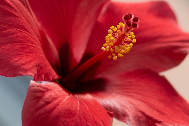 Comment faire pousser de l'hibiscus en pot : 7 conseils utiles