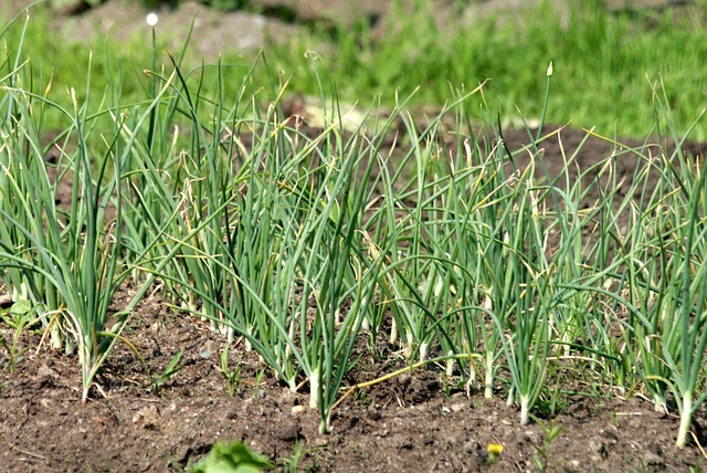 Comment faire pousser de l’ail à la maison 