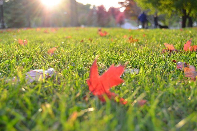 Entretien de la pelouse en automne, 5 choses à savoir