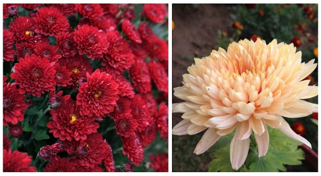 Chrysanthèmes : Apprenez à faire pousser ces belles fleurs qui fleurissent à l'automne