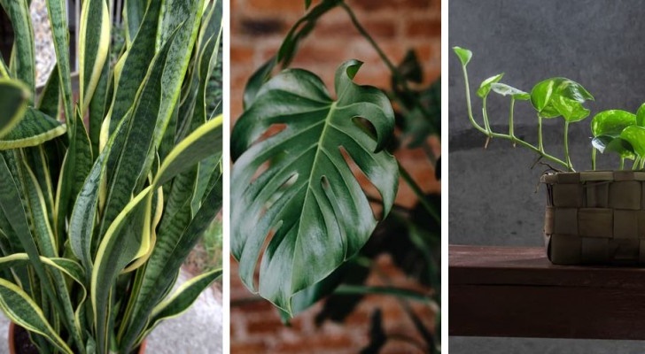 10 belles plantes qui poussent rapidement et faciles à cultiver à l'intérieur