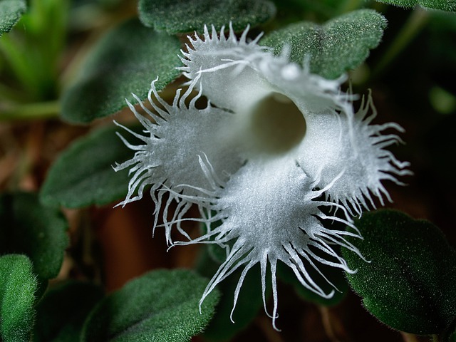 Alsobia dianthiflora