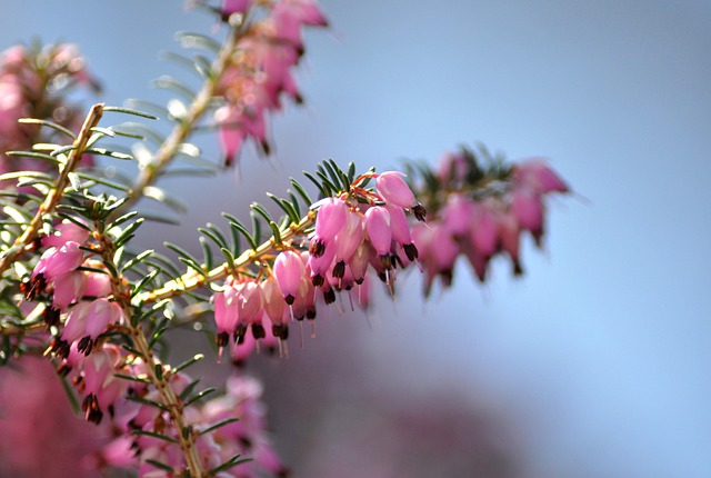 Erica carnea