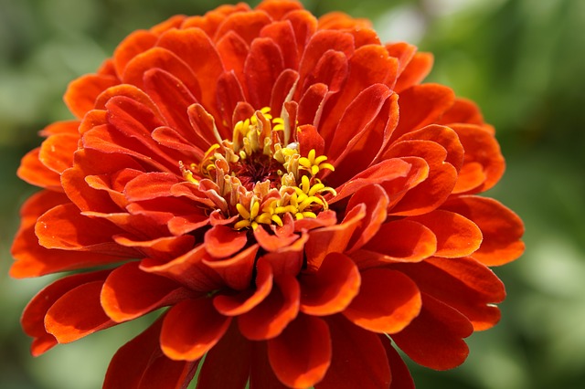 Zinnia