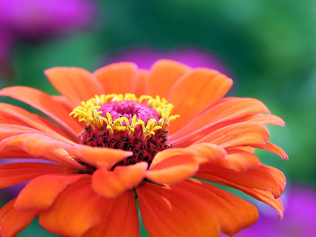 Zinnia : Tout sur cette magnifique fleur que les papillons aiment