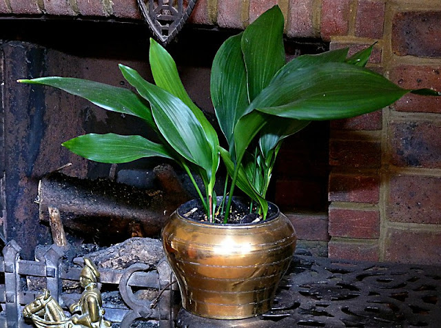 Aspidistra