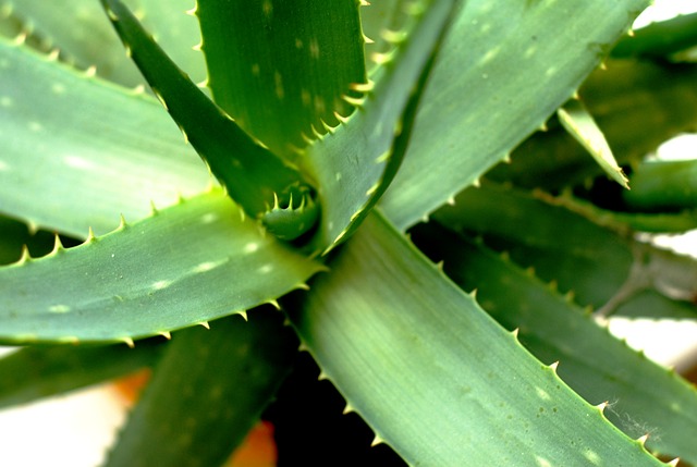 Aloe vera 