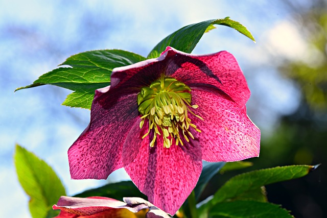 Fleurs d'hiver : Apprenez à cultiver l'hellébore, une plante facile et rustique