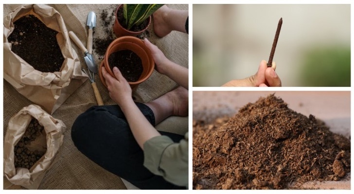 Des clous dans le sol : servent-ils vraiment à nourrir les plantes ? Découvrez comment leur donner le fer dont ils ont besoin