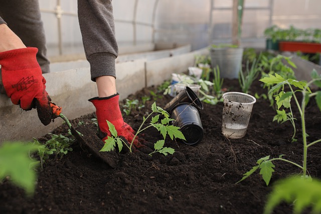 Des clous dans le sol : servent-ils vraiment à nourrir les plantes ? Découvrez comment leur donner le fer dont ils ont besoin