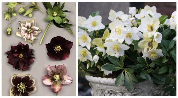 Fleurs d'hiver : Apprenez à cultiver l'hellébore, une plante facile et rustique