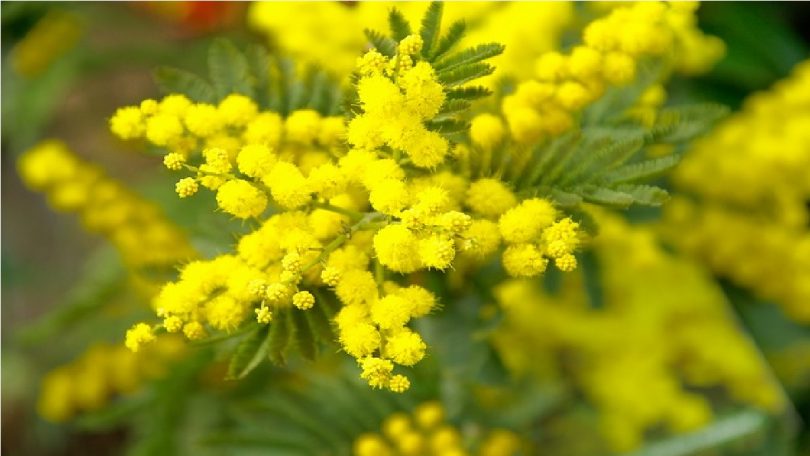 Avez-vous vu les mimosas en fleurs ? Ce n'est pas étrange, ça arrive chaque année