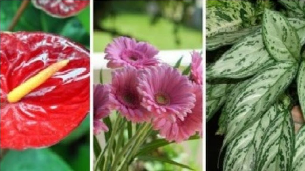 5 superbes plantes parfaites à cultiver à la maison qui donneront une touche unique à vos entourages