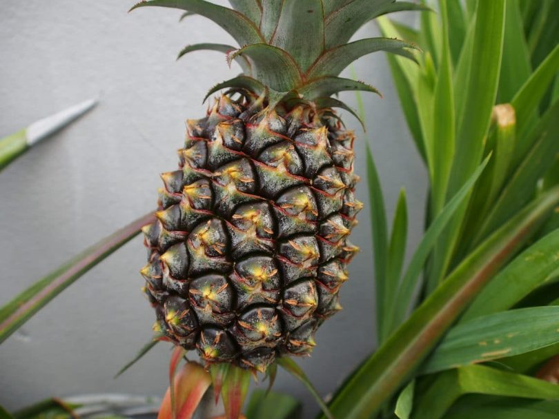 ananas