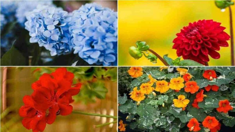 7 fleurs faciles à entretenir pour votre jardin à la maison