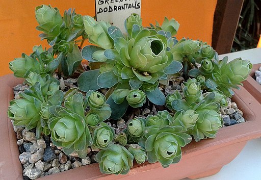 Une plante succulente qui ressemble à une rose ? Découvrez cette belle succulente qui vient des Canaries