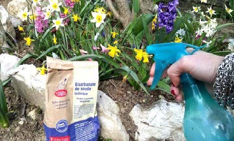 Le bicarbonate : le fongicide naturel que tous les jardiniers devraient connaître