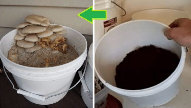 Champignons : Comment les faire pousser à la maison Jardin et paysage