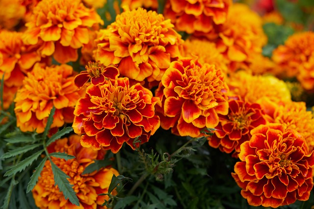 Vous souhaitez empêcher les nuisibles de s'attaquer aux fleurs et aux légumes ? Planter les tagètes au jardin et au potager