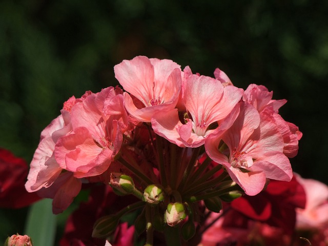 Géranium : 3 engrais naturels pour une floraison généreuse