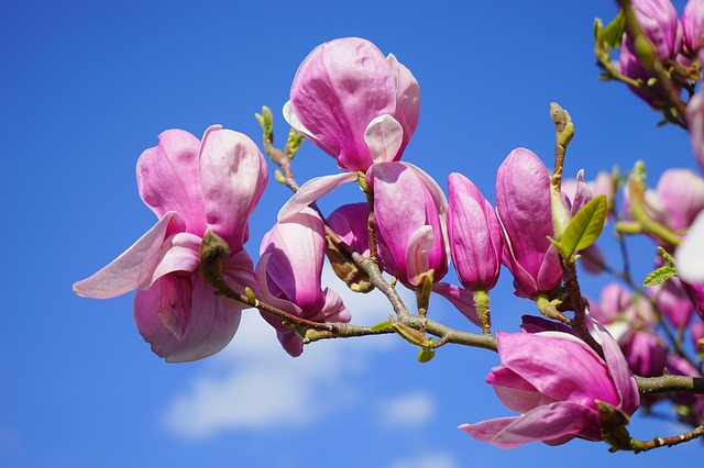 Fleurs de magnolia