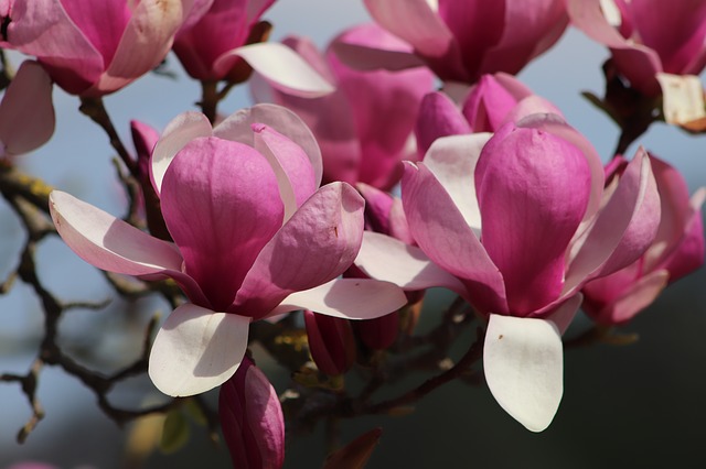 Fleurs de magnolia