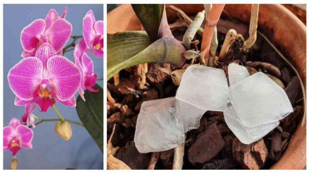 Arroser les orchidées avec des glaçons : ça marche vraiment ? Et comment ça marche ? 