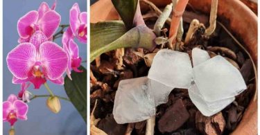 Arroser les orchidées avec des glaçons : ça marche vraiment ? Et comment ça marche ?