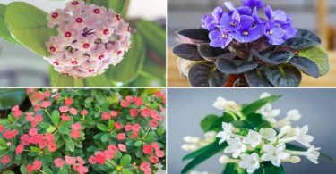6 plantes d’intérieur qui résistent à l’air sec et à la poussière
