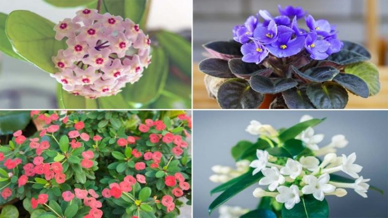 6 Plantes Dintérieur Qui Résistent à Lair Sec Et à La Poussière Jardin Et Paysage 