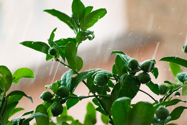 Citronnier : 7 choses à faire pour que votre agrume passe l'hiver