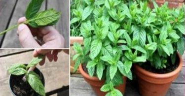 Voici 12 raisons pourquoi vous devriez planter la menthe chez vous