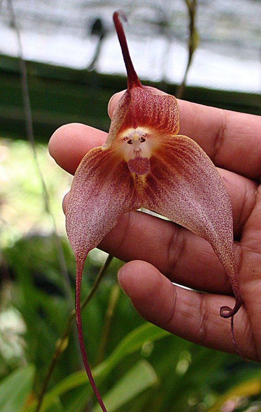 Les orchidées à tête de singe (dracula simia) sont rares et très expressives