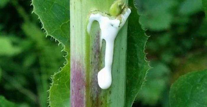 ANTI-DOULEUR NATUREL: Le Plus Puissant Qui Pousse Même Dans Votre Jardin