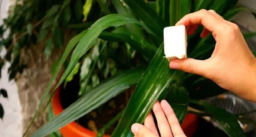 les cochenilles : L’astuce de génie pour éliminer les parasites qui ravage vos plantes