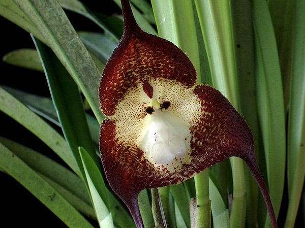 Les orchidées à tête de singe (dracula simia) sont rares et très expressives