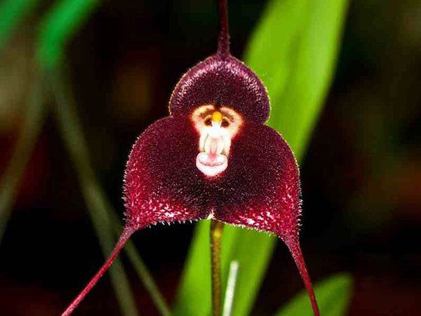 Les orchidées à tête de singe (dracula simia) sont rares et très expressives