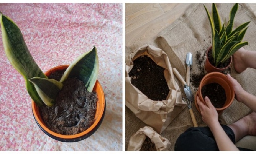 Voulez-vous propager votre sansevieria? Vous pouvez facilement le faire de 3 manières différentes