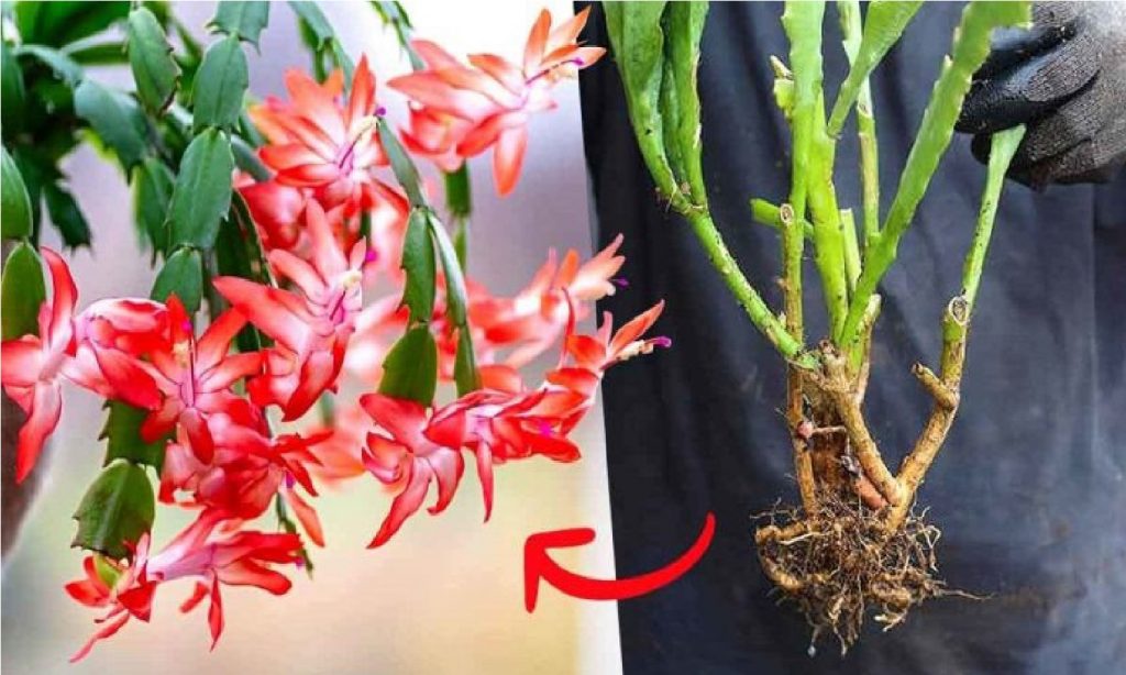 Voici comment reproduire une orchidée cactus à partir de tiges