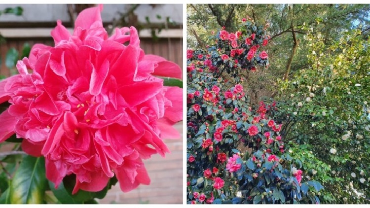 Culture du camélia : conseils utiles pour l'arbuste qui fleurit de décembre à mars !