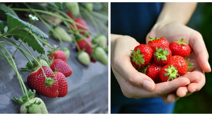 Faire pousser des fraises à la maison ? Découvrez comment les cultiver à partir de graines !