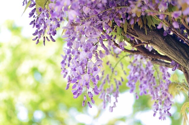 Taille des glycines à la sortie de l'hiver : les astuces pour avoir une plante luxuriante et belle