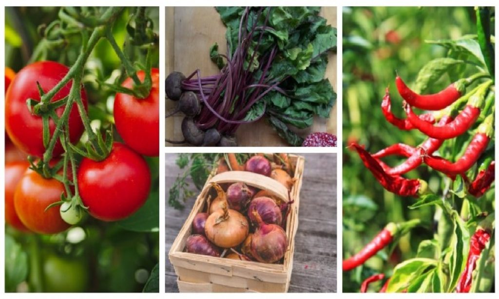 Vous n'avez pas de jardin pour faire un potager ? Découvrez les légumes que vous pouvez cultiver en pot