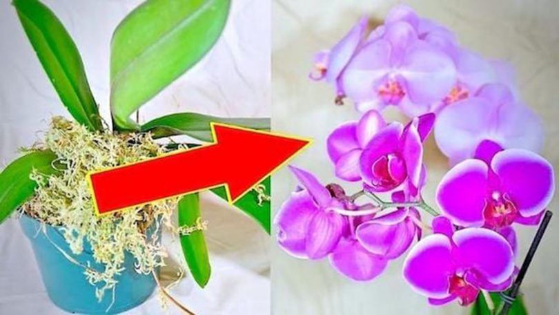 Mes 7 Secrets Pour Faire Refleurir une Orchidée à Tous les Coups