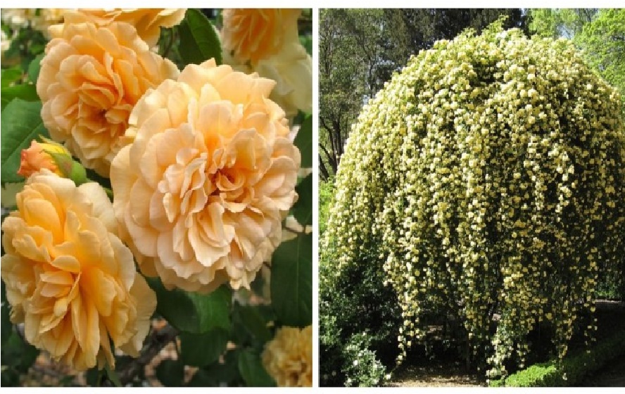 Superbes Reines du Jardin : Découvrez cinq roses vigoureuses et faciles à cultiver !