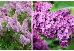 lilas