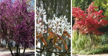 Petit jardin? Découvrez les petits arbres que vous pourriez faire pousser