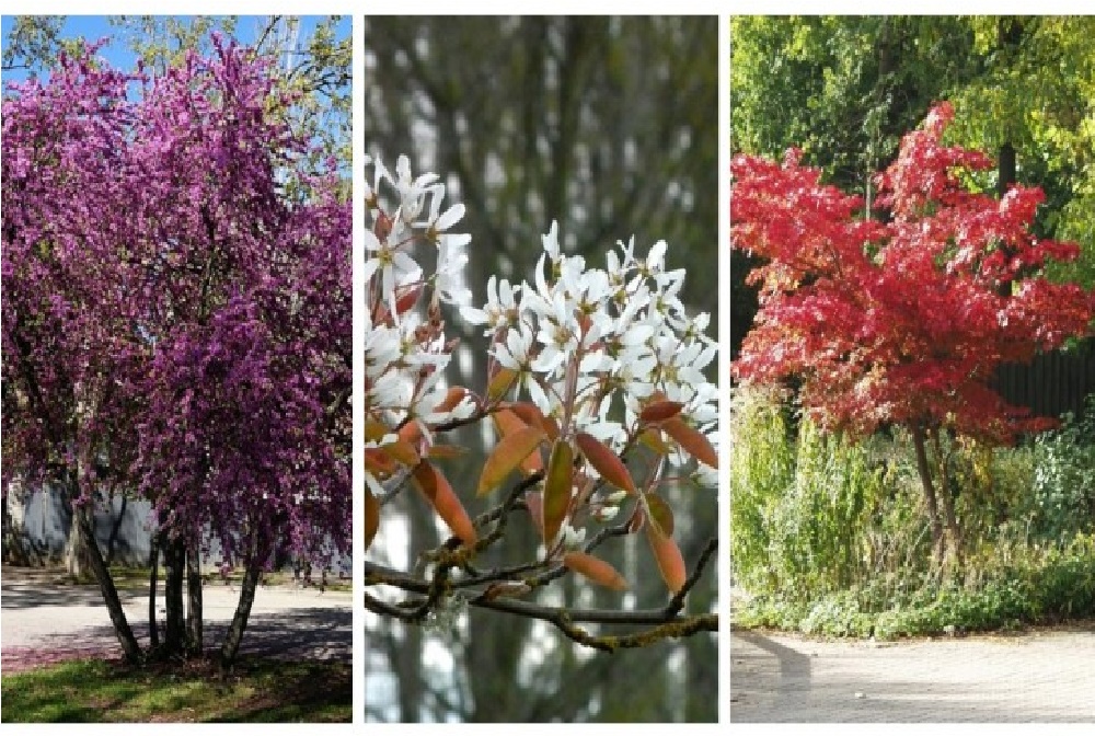 Petit jardin? Découvrez les petits arbres que vous pourriez faire pousser