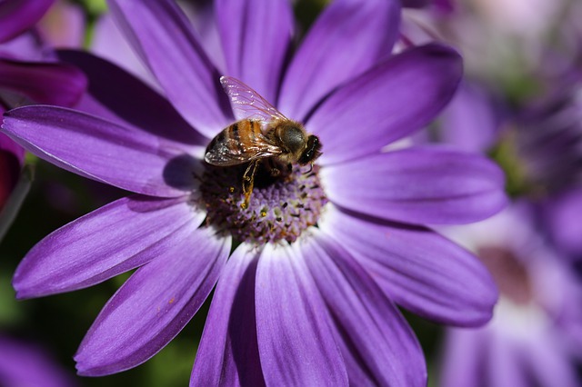 Les plus belles plantes fleuries du printemps