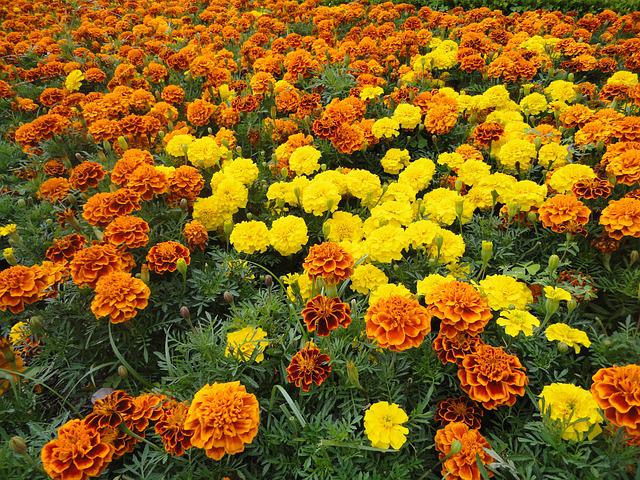 Les 11 meilleures fleurs à planter dans le potager